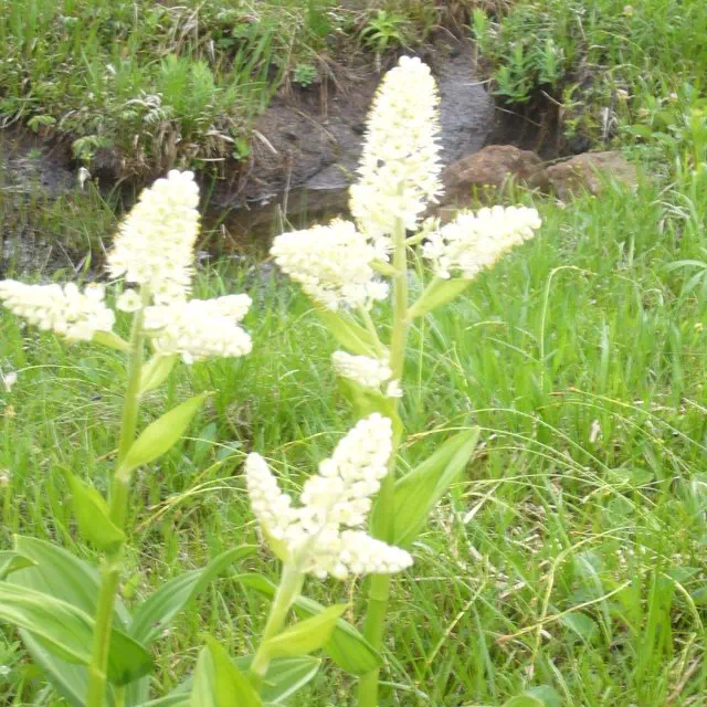 コバイケイソウ コバイケイソウ