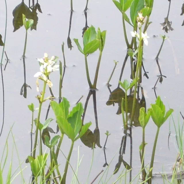 ミツガシワ ミツガシワ