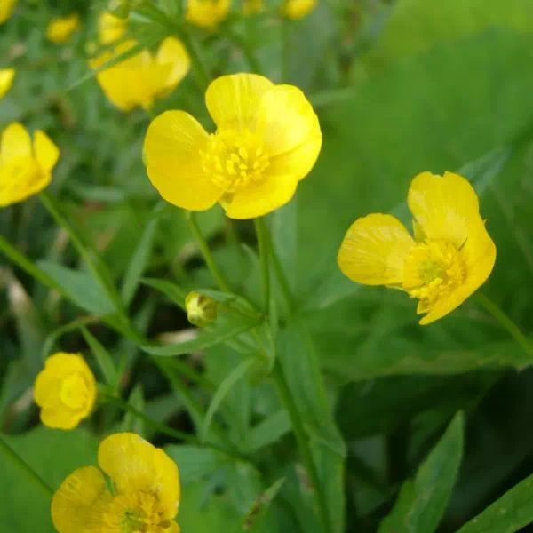 ミヤマキンポウゲ ミヤマキンポウゲ