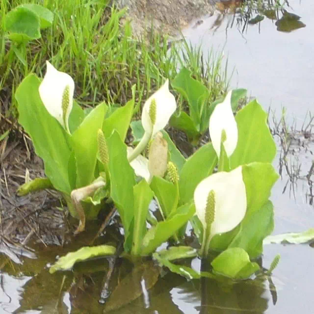 ミズバショウ ミズバショウ