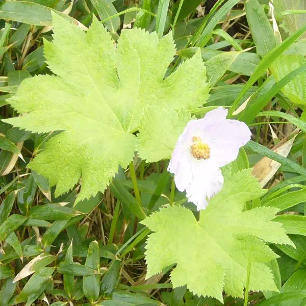 シラネアオイ シラネアオイ