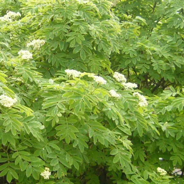 ウラジロナナカマド