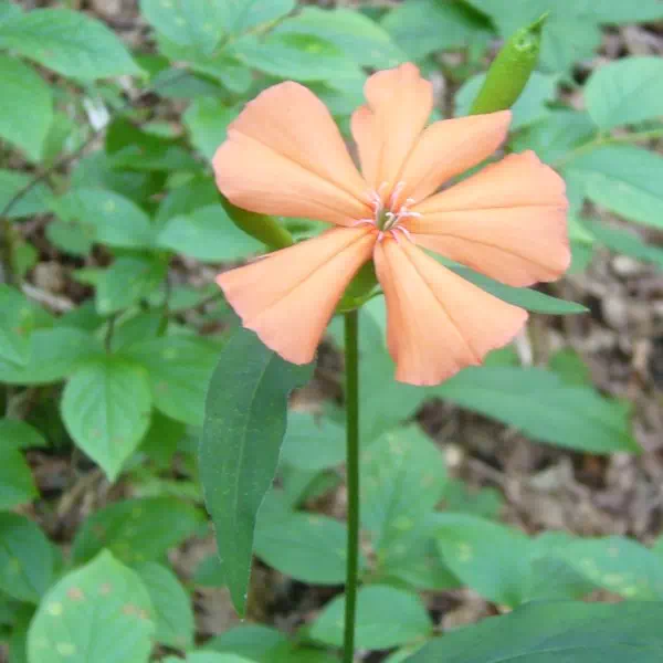 フシグロセンノウ