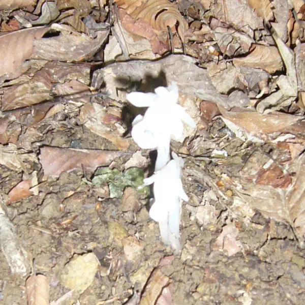 ギンリョウソウ