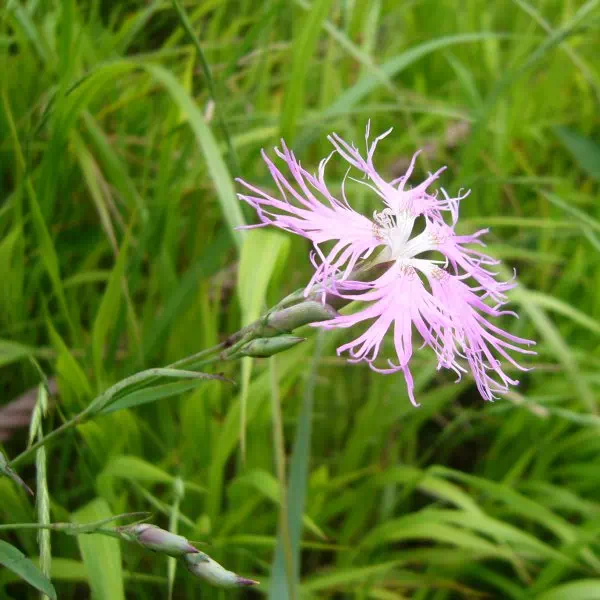 カワラナデシコ