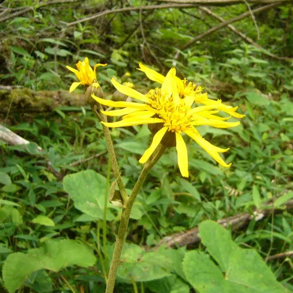 マルバダケブキ