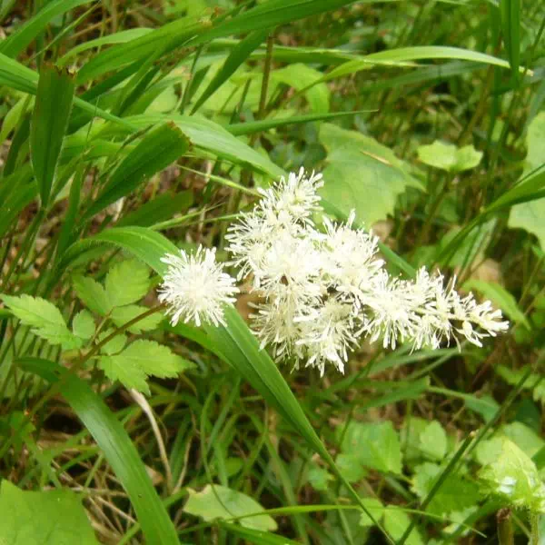 ミヤマカラマツ