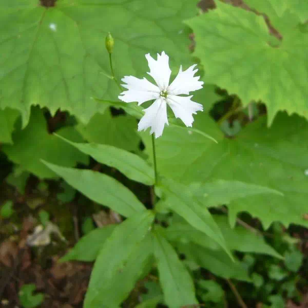 センジュガンピ