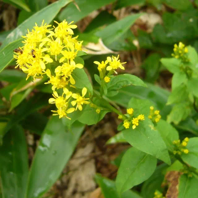 アキノキリンソウ