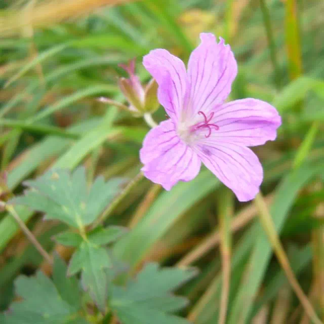 ハクサンフウロ ハクサンフウロ