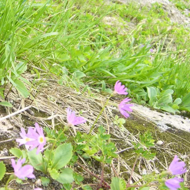 ハクサンコザクラ