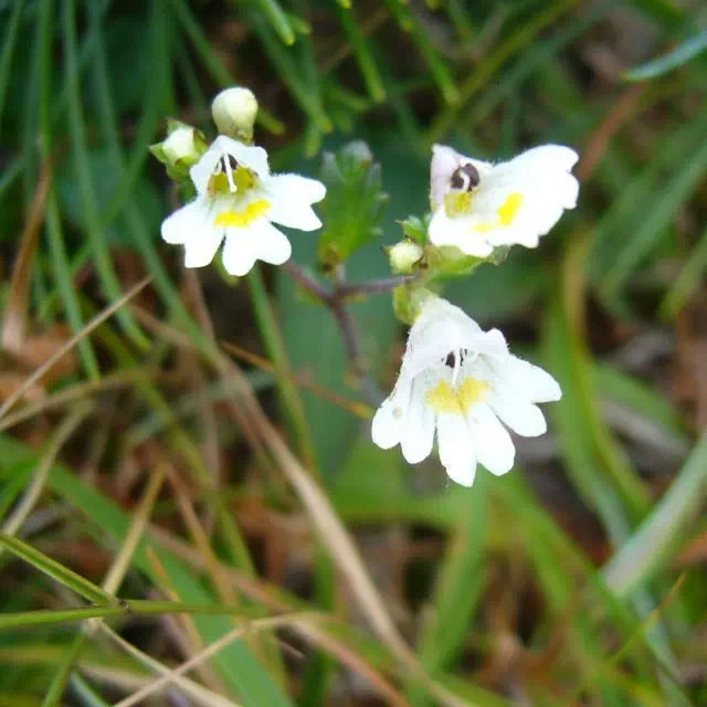 ホソバコゴメグサ