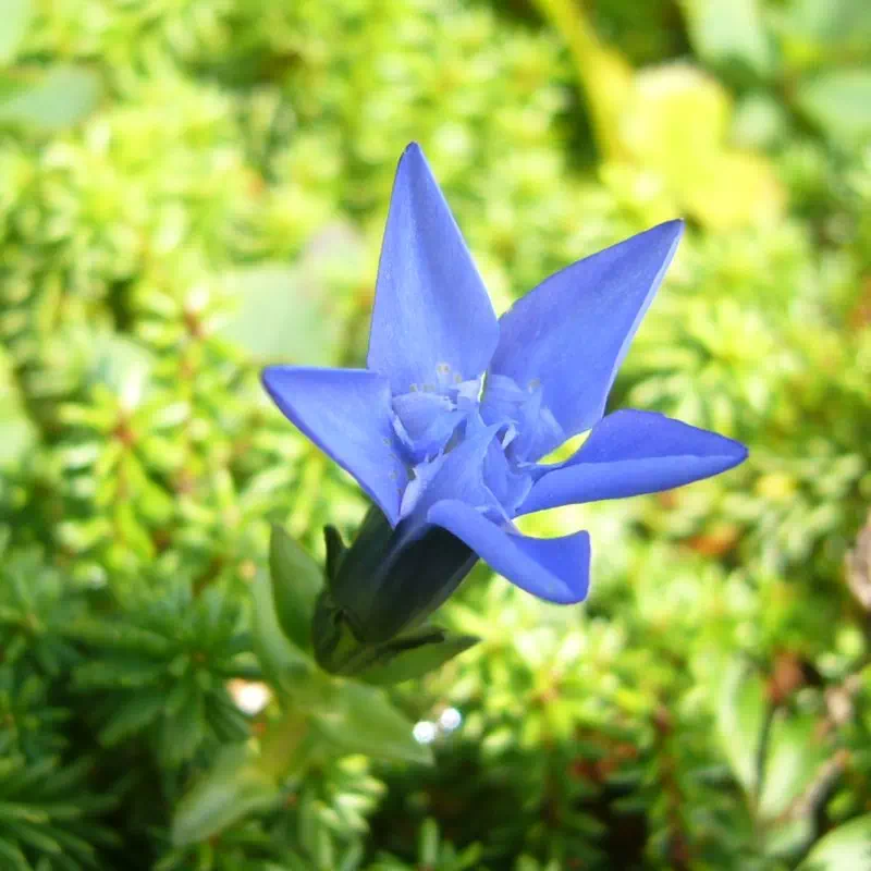 イイデリンドウ イイデリンドウ