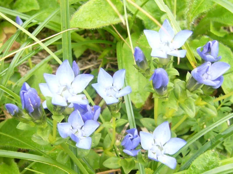 イイデリンドウ イイデリンドウ