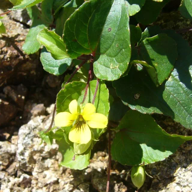 キバナノコマノツメ