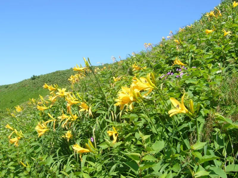 日光キスゲ 日光キスゲ