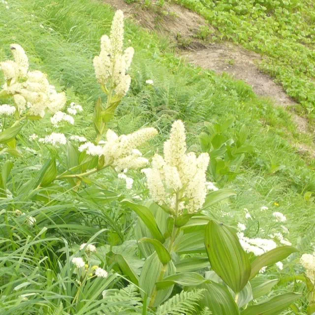 コバイケイソウ