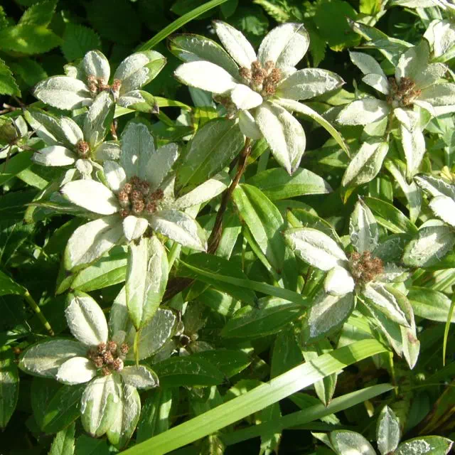 ミネウスユキソウ