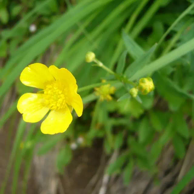 ミヤマキンポウゲ