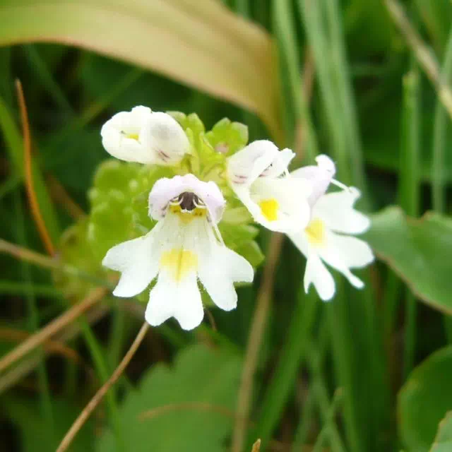 ミヤマコゴメグサ ミヤマコゴメグサ
