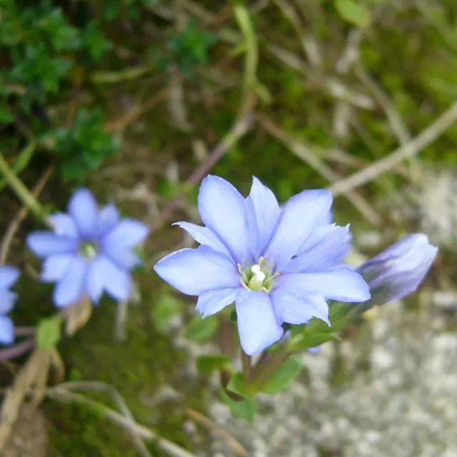 ミヤマリンドウ