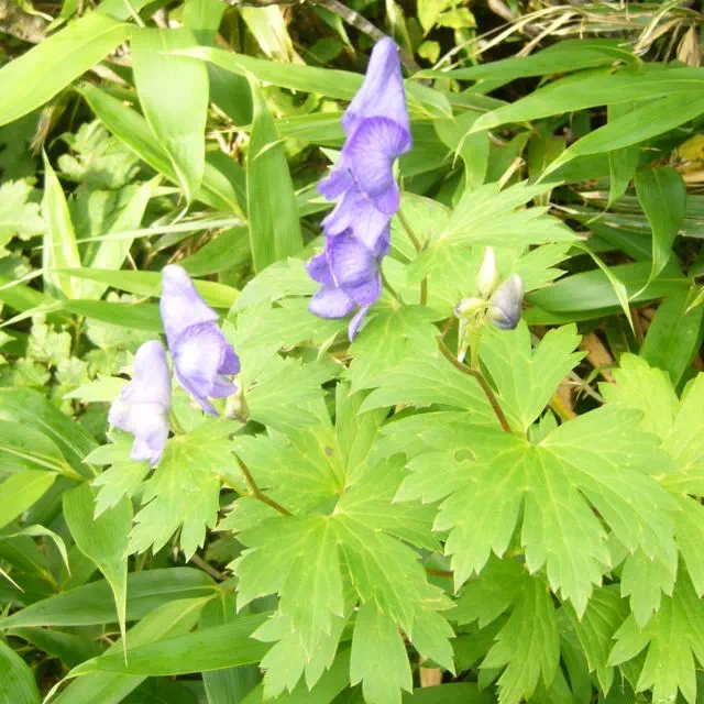 ミヤマトリカブト