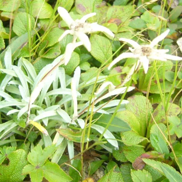 ミヤマウスユキソウ