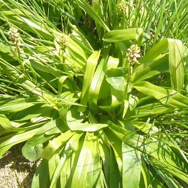 ネバリノギラン