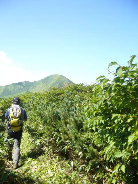 灌木の道 灌木の道