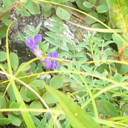 オヤマノエンドウ