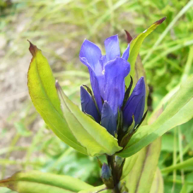 オヤマリンドウ