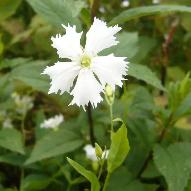 センジュガンピ