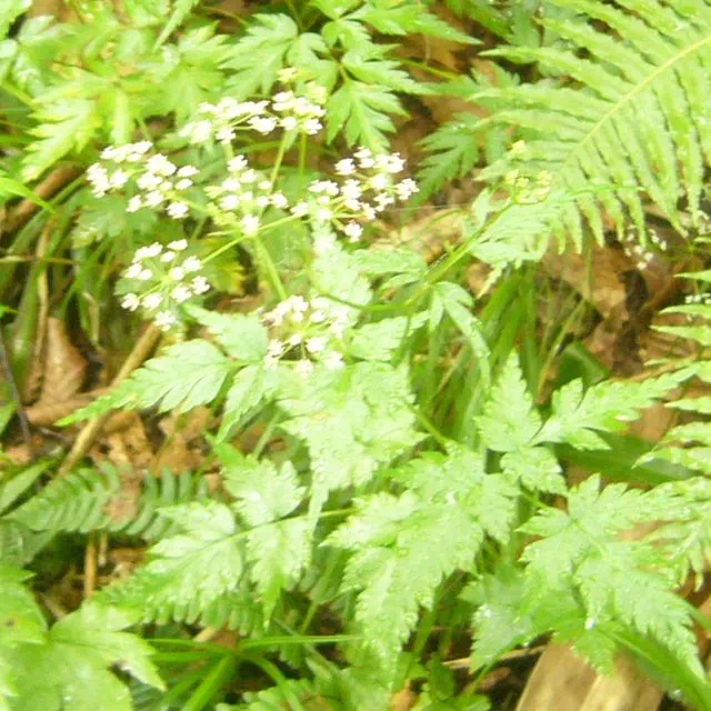 シラネセンキュウ