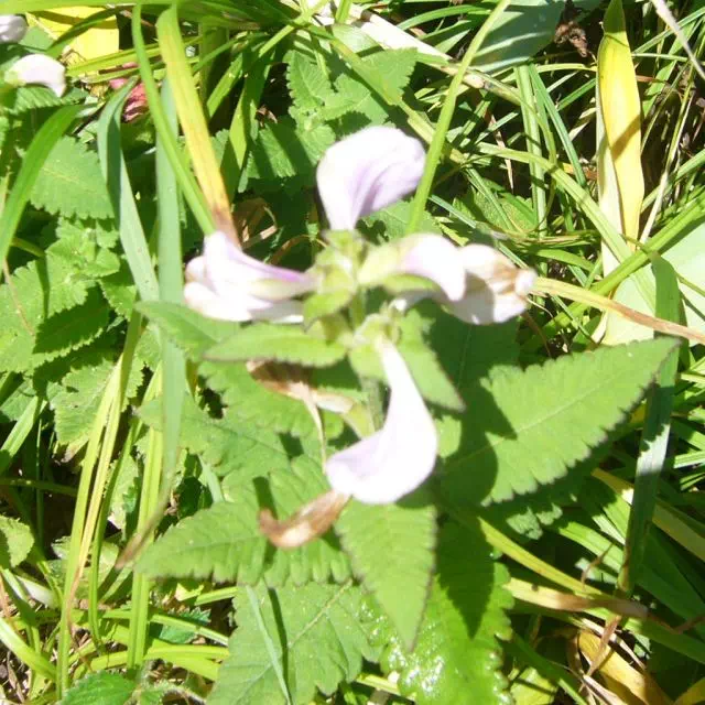 トモエシオガマ トモエシオガマ