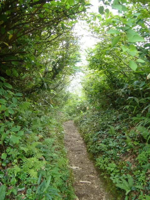 登山道 登山道