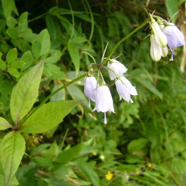 ツリガネニンジン