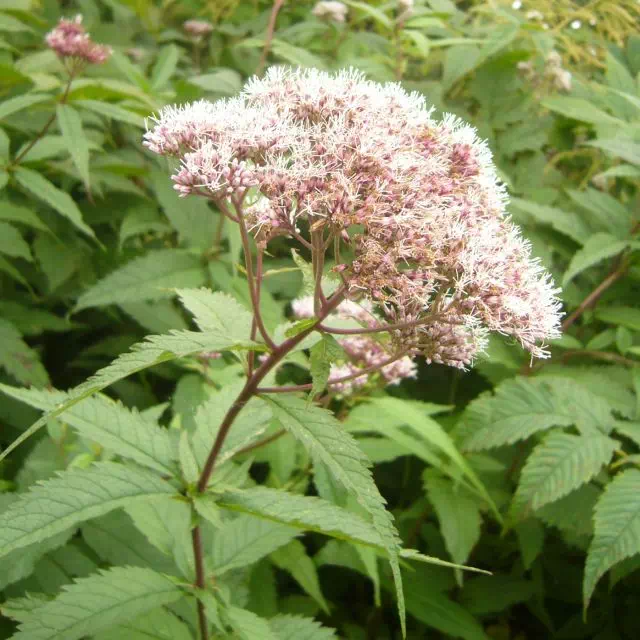 ヨツバヒヨドリ