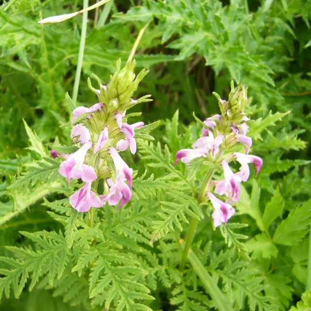 ヨツバシオガマ