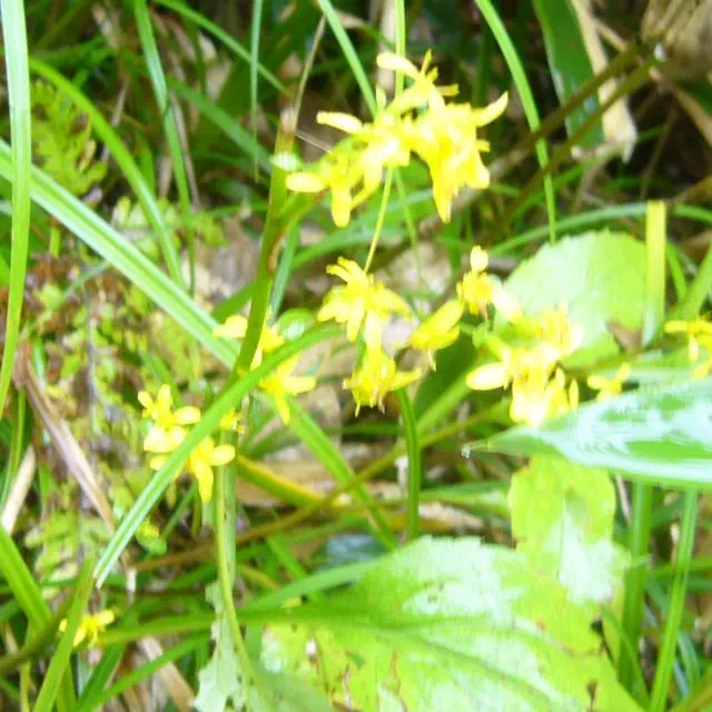 アキノキリンソウ