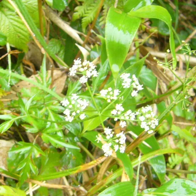 ミヤマセンキュウ