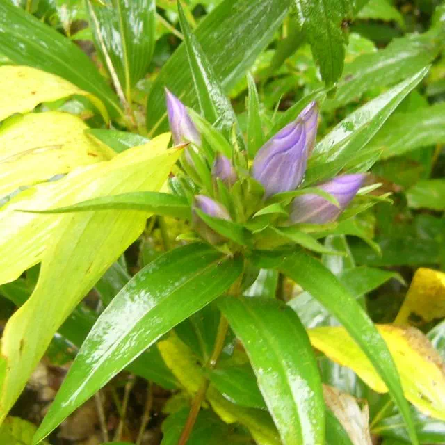 オヤマリンドウ