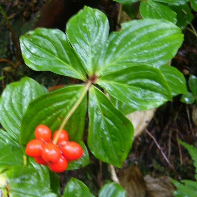 ゴゼンタチバナ ゴゼンタチバナ