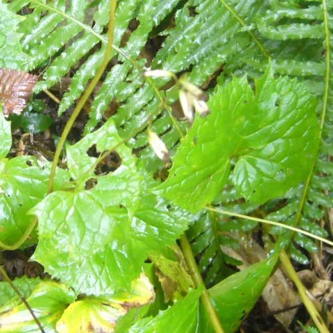 カニコウモリ カニコウモリ