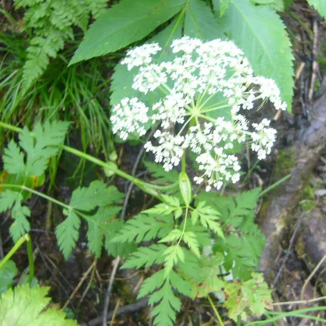 ミヤマセンキュウ ミヤマセンキュウ