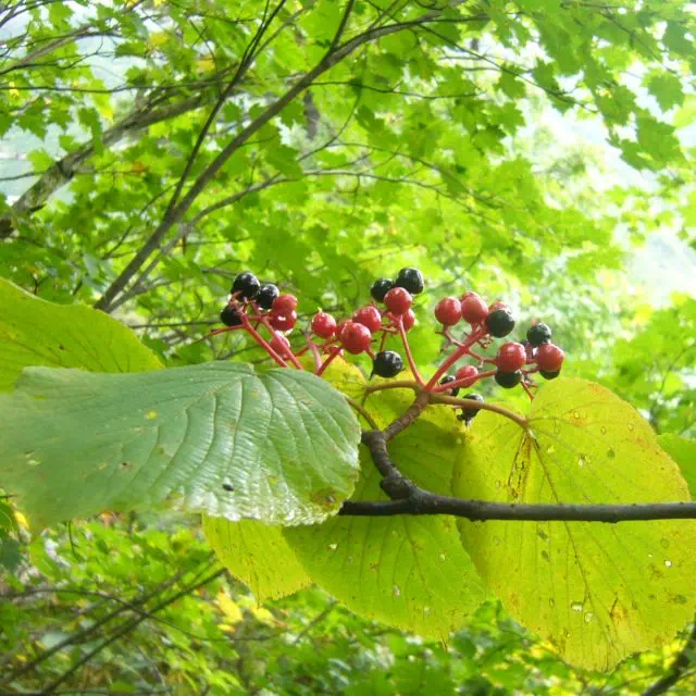 ムシカリ ムシカリ