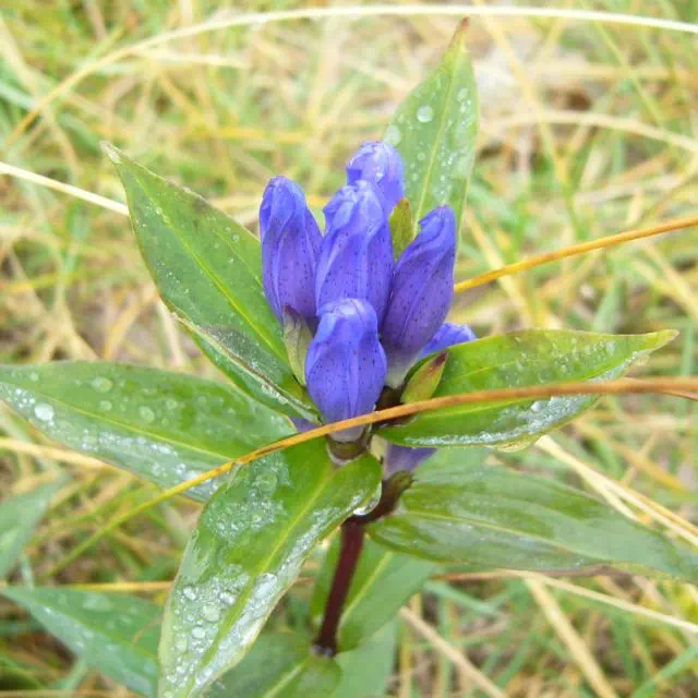 オヤマリンドウ オヤマリンドウ