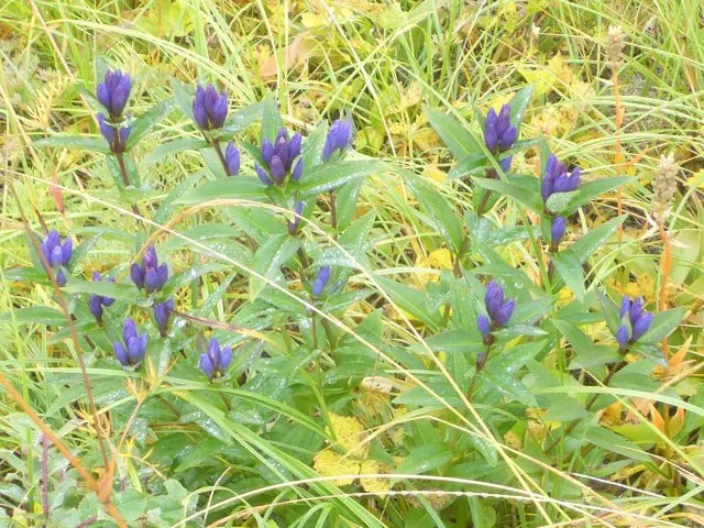 オヤマリンドウ オヤマリンドウ