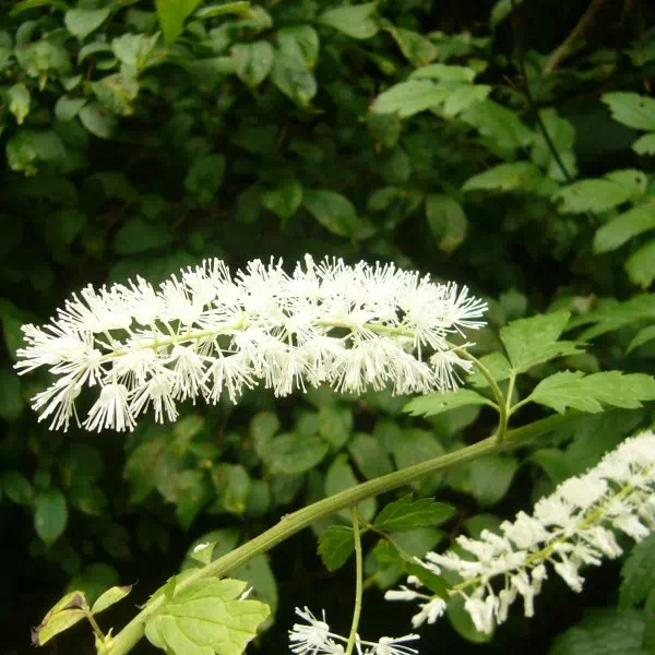 サラシナショウマ サラシナショウマ