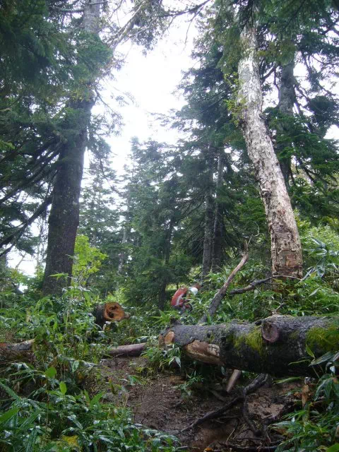 針葉樹林 針葉樹林