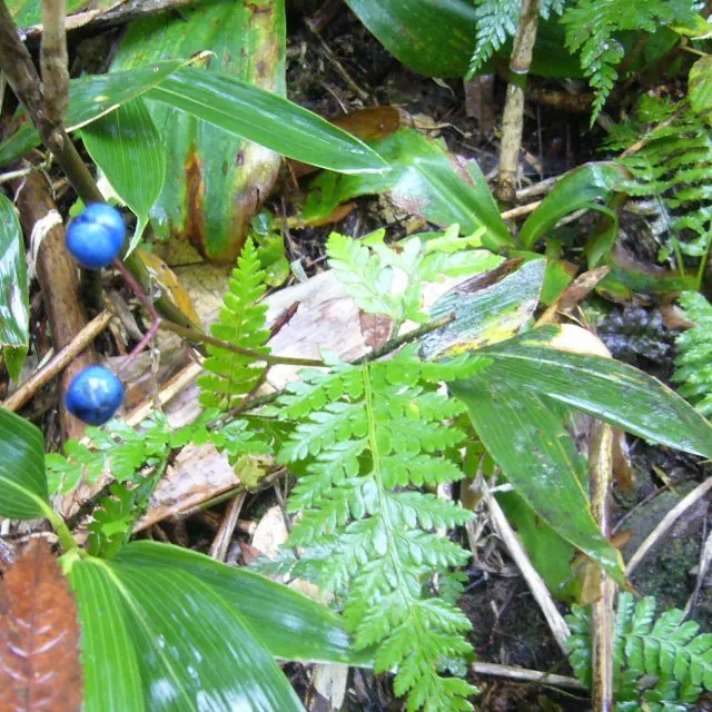 ツバメオモト ツバメオモト